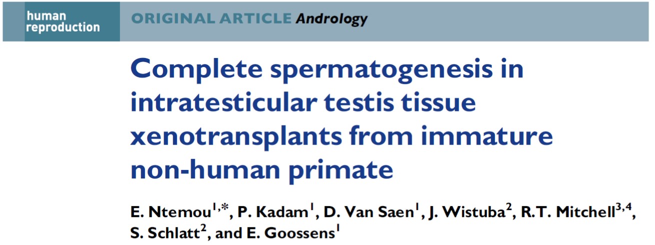 Complete spermatogenesis in intratesticular testis tissue xenotransplants from immature non-human primate