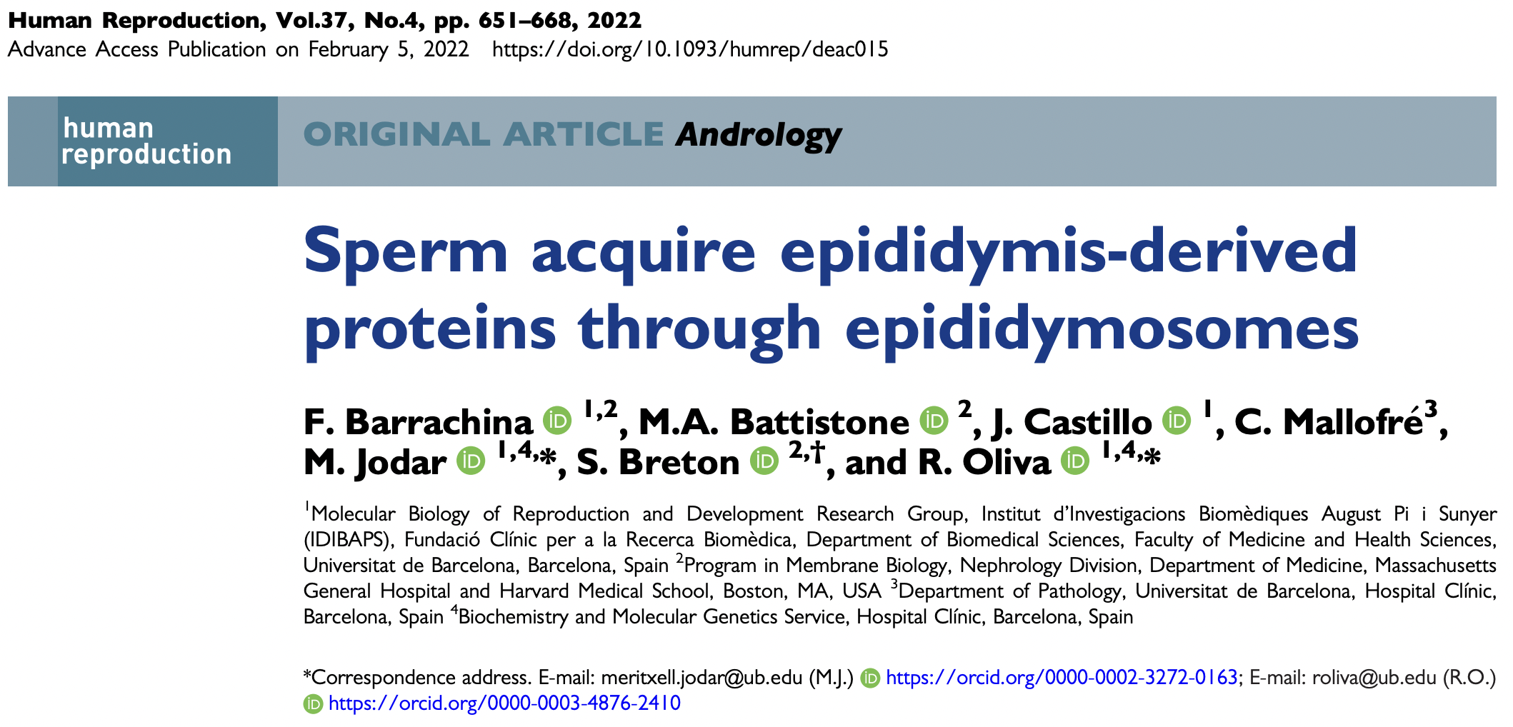 The sperm cell acquires proteins with epidydimal origin through epididymosomes