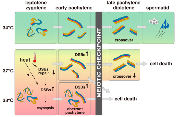 Temperature sensitivity of DNA double-strand break repair underpins  heat-induced meiotic failure in mouse spermatogenesis - NYRA